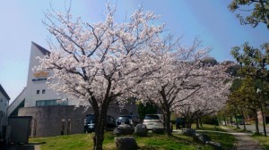 花立桜