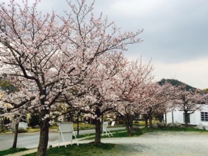 7分咲き桜