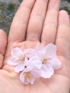 てのひらの桜